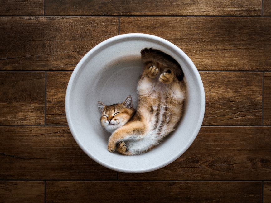 Herdabdeckung Motiv Dreaming Cat